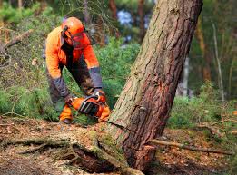 Best Weed Control  in Steele Creek, AK