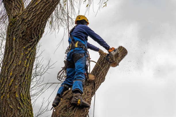 Best Arborist Consultation Services  in Steele Creek, AK