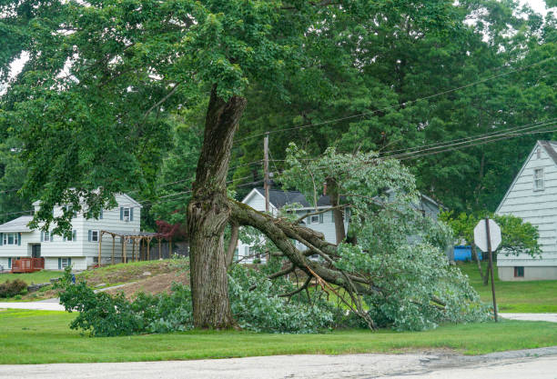 Best Tree Trimming and Pruning  in Steele Creek, AK