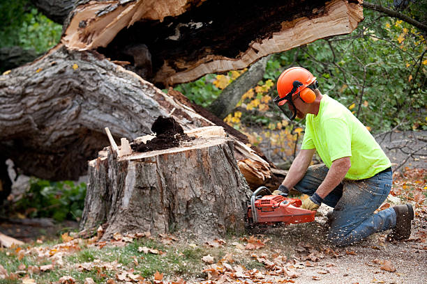 Best Tree and Shrub Care  in Steele Creek, AK