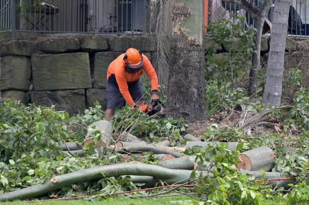 Best Stump Grinding and Removal  in Steele Creek, AK