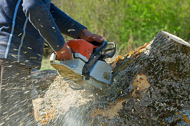 Best Palm Tree Trimming  in Steele Creek, AK